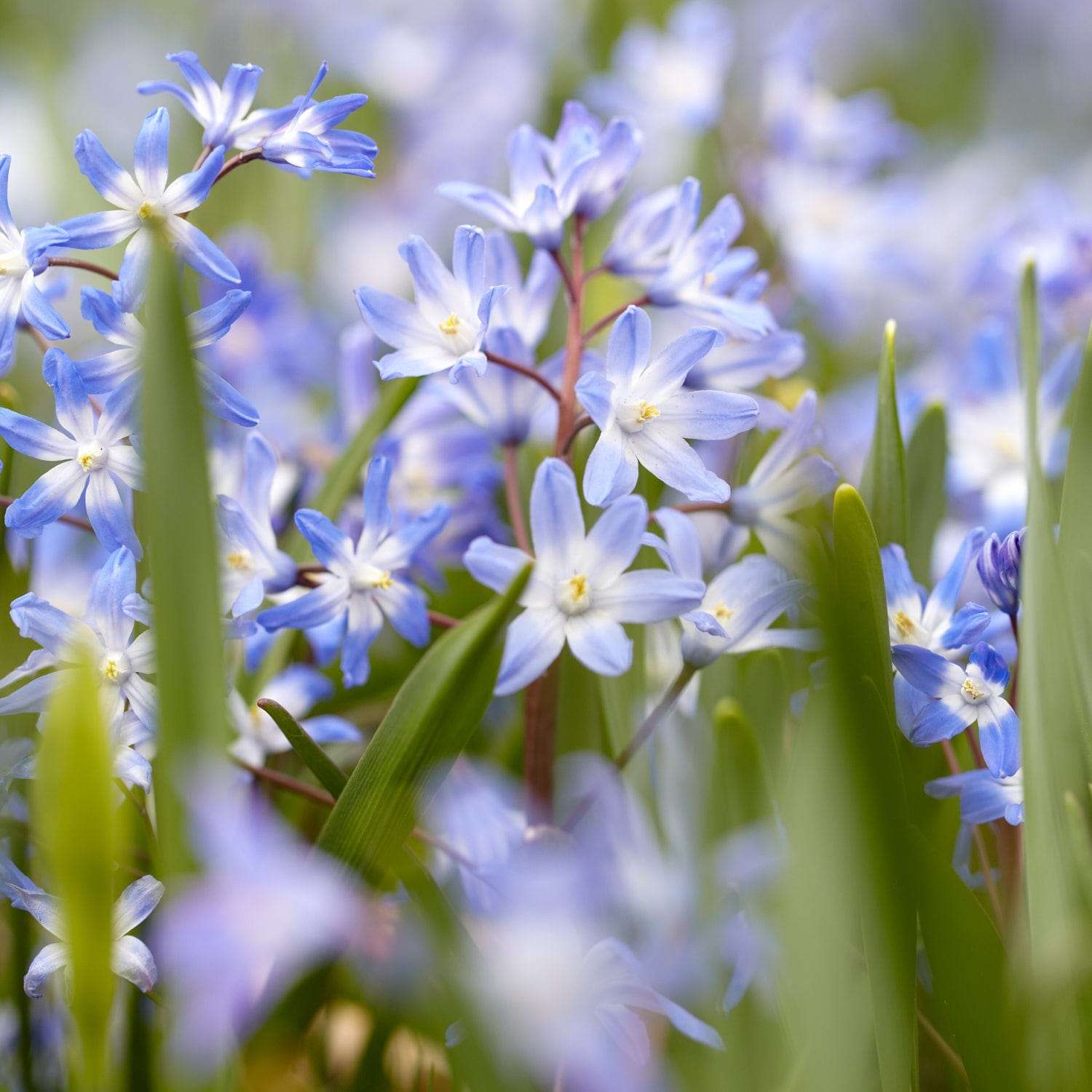 Sneeuwroem 'Chionodoxa forbesii'
